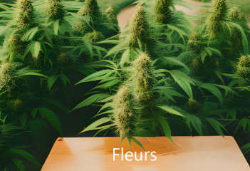 Fleurs